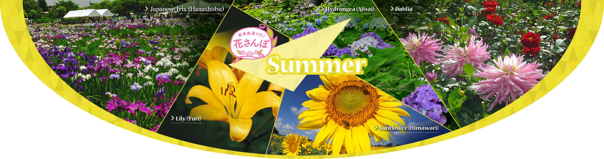 Summer Flowers - Sunflower Transparent PNG - 2000x528 - Free Download on - Summer Transparent PNG Free Download