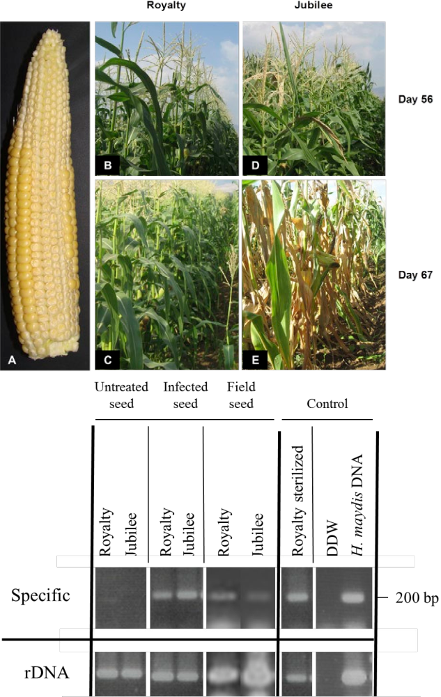 Royalty And Jubilee) In A Kibbutz Hulata, Israel Maize - Cash Crop Transparent PNG - 633x1001 - Free Download on - Transparent PNG Free Download