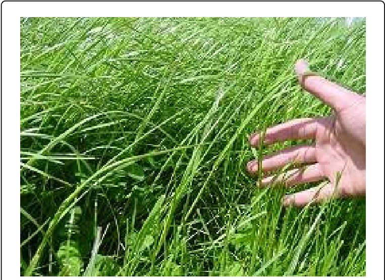 Summer Grassland Scene Transparent PNG - 769x559 - Free Download on - Transparent PNG Free Download