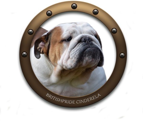Simplydoor Patty Labelle Britishpride Cinderella Nobozz - Australian Bulldog Transparent PNG - 600x600 - Free Download on - Transparent PNG Free Download