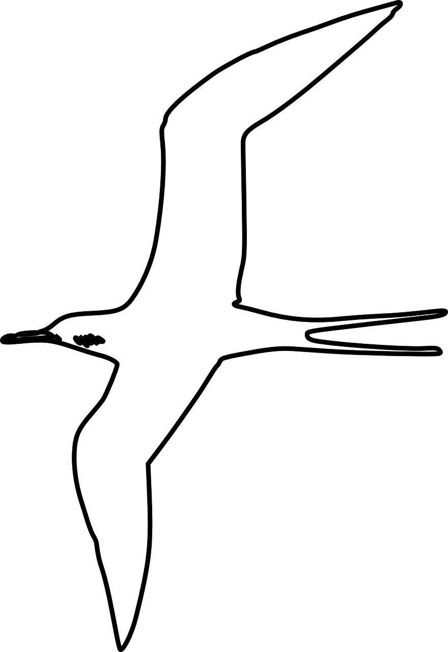Seabird Transparent PNG - 880x1280 - Free Download on - Transparent PNG Free Download