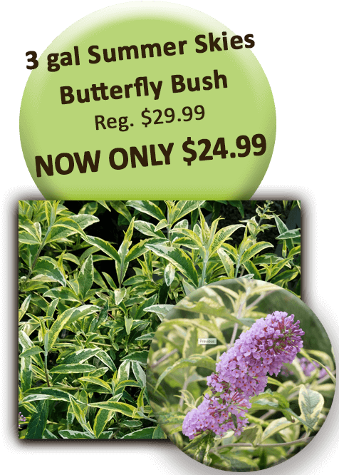 3 Gal Summer Skies Butterfly Bush - Special K Transparent PNG - 504x720 - Free Download on - Transparent PNG Free Download