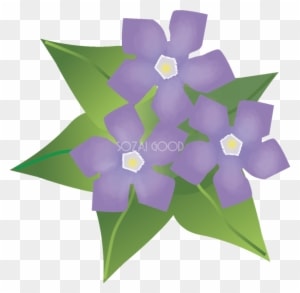 つるにちにちそうの花無料イラスト 冬~春2月~5月63545 - Winter - Free Transparent PNG Clipart Images Download. - Winter Transparent PNG Free Download