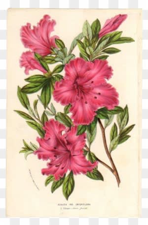 1854 Azalea Botanical Print By Van Houtte - Warm Winter Garden Slim Iphone 6 Case - Free Transparent PNG Clipart Images Download. - Transparent PNG Free Download