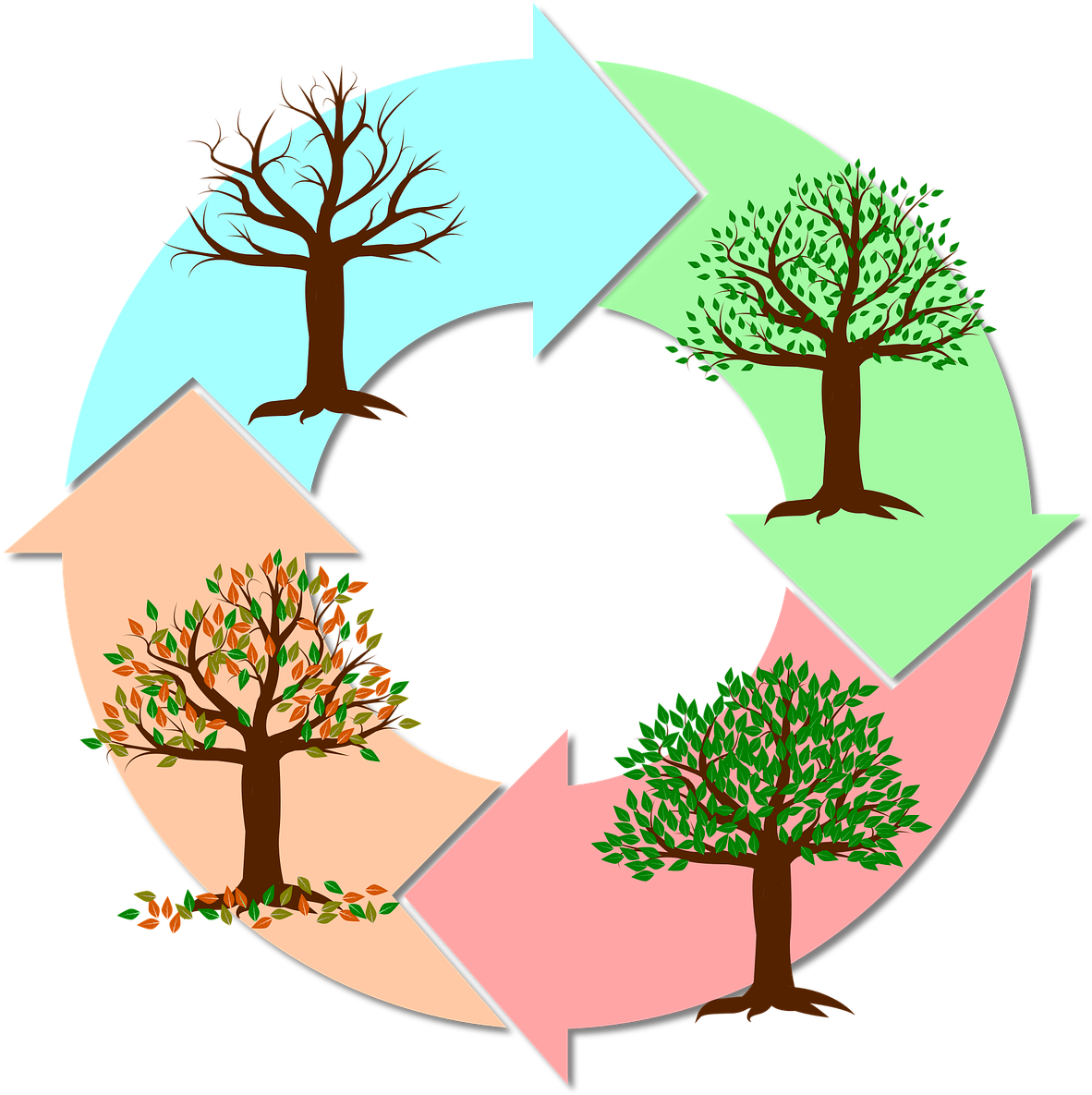Seasons Of The Year Year Tree Nature Autumn Winter - Estações Do Ano Png - Free Transparent PNG Clipart Images Download. - Transparent PNG Free Download