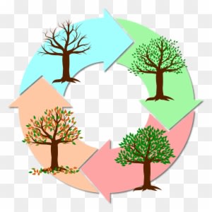 Seasons Of The Year Year Tree Nature Autumn Winter - Estações Do Ano Png - Free Transparent PNG Clipart Images Download. - Transparent PNG Free Download