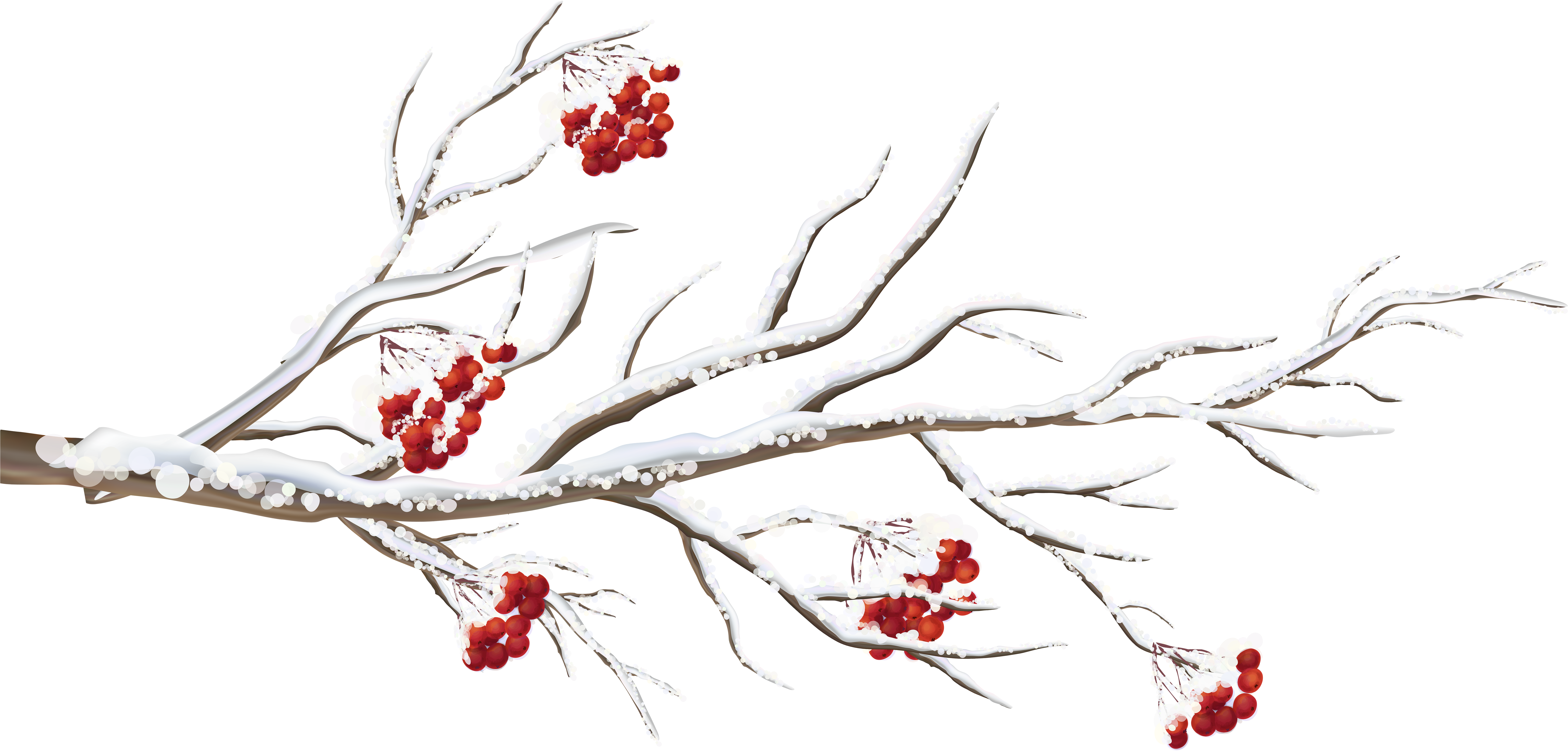 Winter Branch Png Clip Art Image - Wintry Cardinals Small Boxed Holiday Cards - Free Transparent PNG Clipart Images Download. - Transparent PNG Free Download