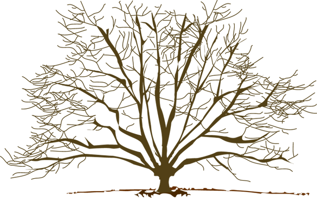 Winter Tree Clipart - Winter Trees Clip Art Png Transparent PNG - 640x400 - Free Download on - Transparent PNG Free Download