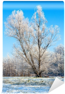 Winter Lonely Tree Wall Mural - Winter Transparent PNG - 400x400 - Free Download on - Transparent PNG Free Download