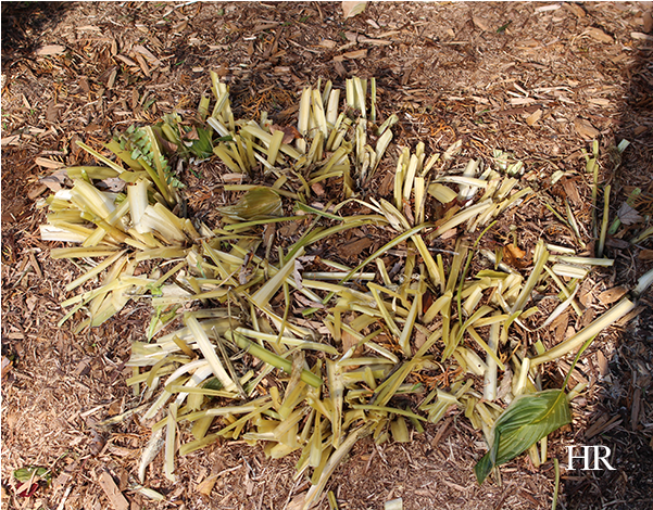 Preparing Hostas For Winter - Hostas In Winter Transparent PNG - 600x600 - Free Download on - Transparent PNG Free Download