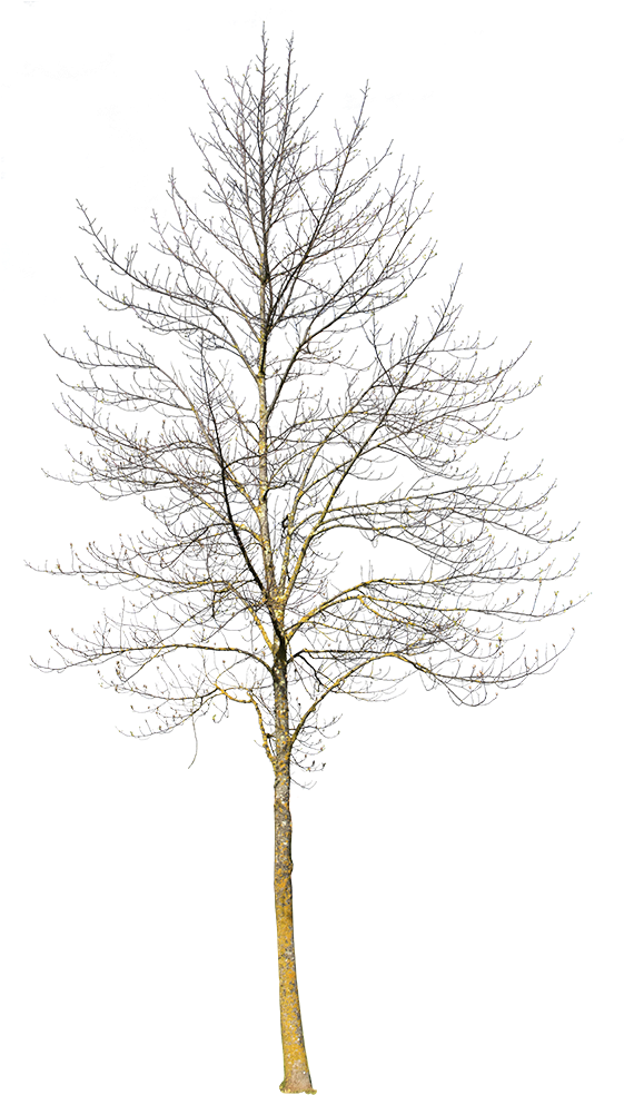 Deciduous Tree Winter Iii - Winter Tree No Background Png Transparent PNG - 560x1000 - Free Download on - Transparent PNG Free Download
