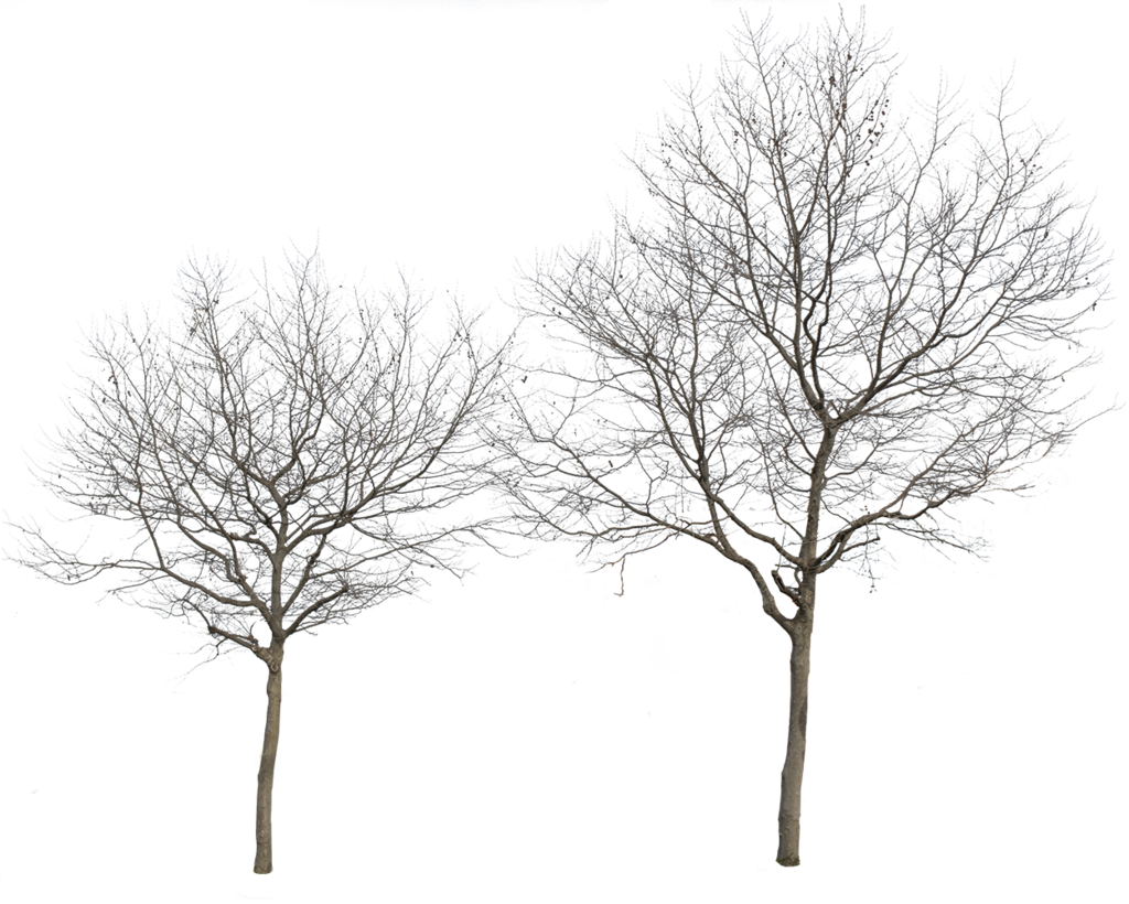 Platanus Occidentalis Group Winter - Winter Tree Cut Out Png Transparent PNG - 1024x820 - Free Download on - Transparent PNG Free Download