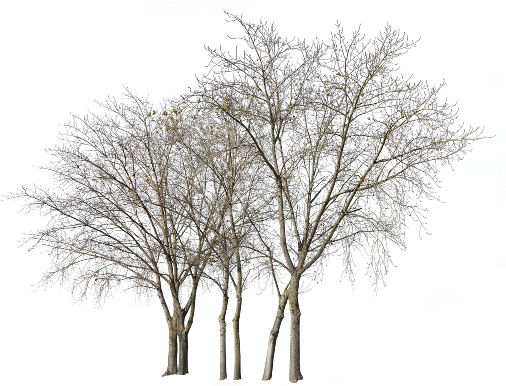 Deciduous Trees Group Winter Ii - Tree Winter Photoshop Png Transparent PNG - 1024x772 - Free Download on - Transparent PNG Free Download