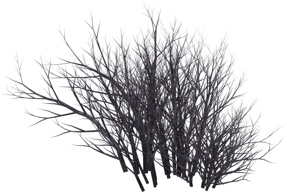 Desert Shrub Png Clip Free - Winter Bush Png Transparent PNG - 1024x639 - Free Download on - Transparent PNG Free Download