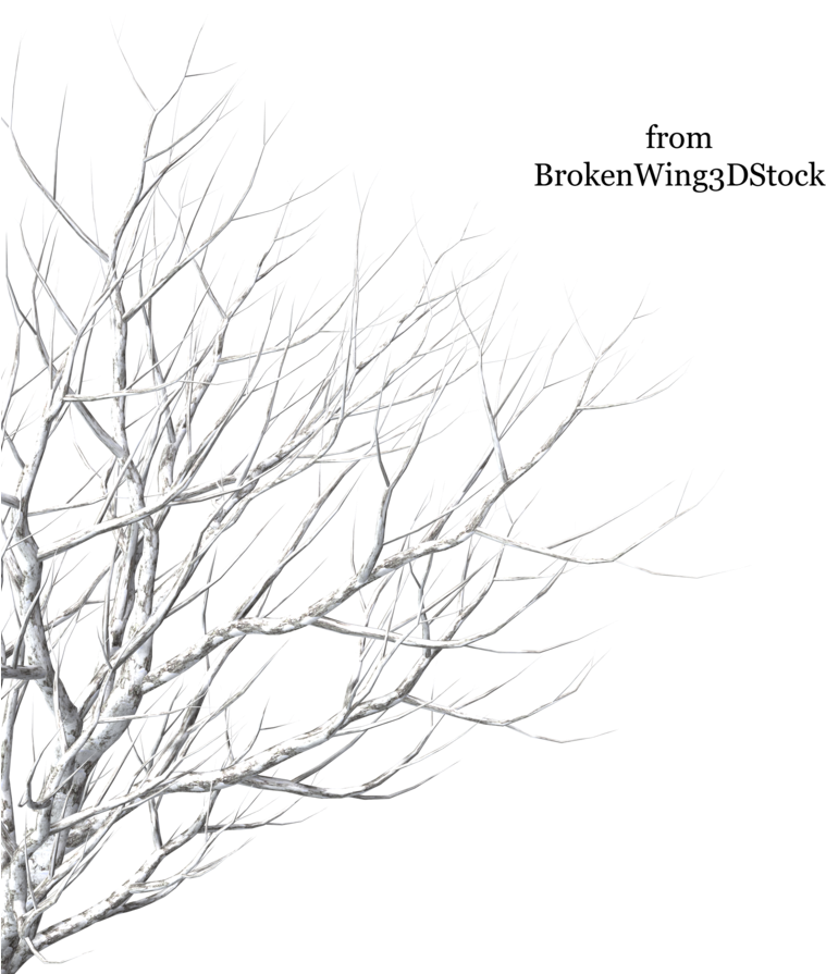 Cut Out Tree Winter Png Transparent PNG - 900x900 - Free Download on - Transparent PNG Free Download