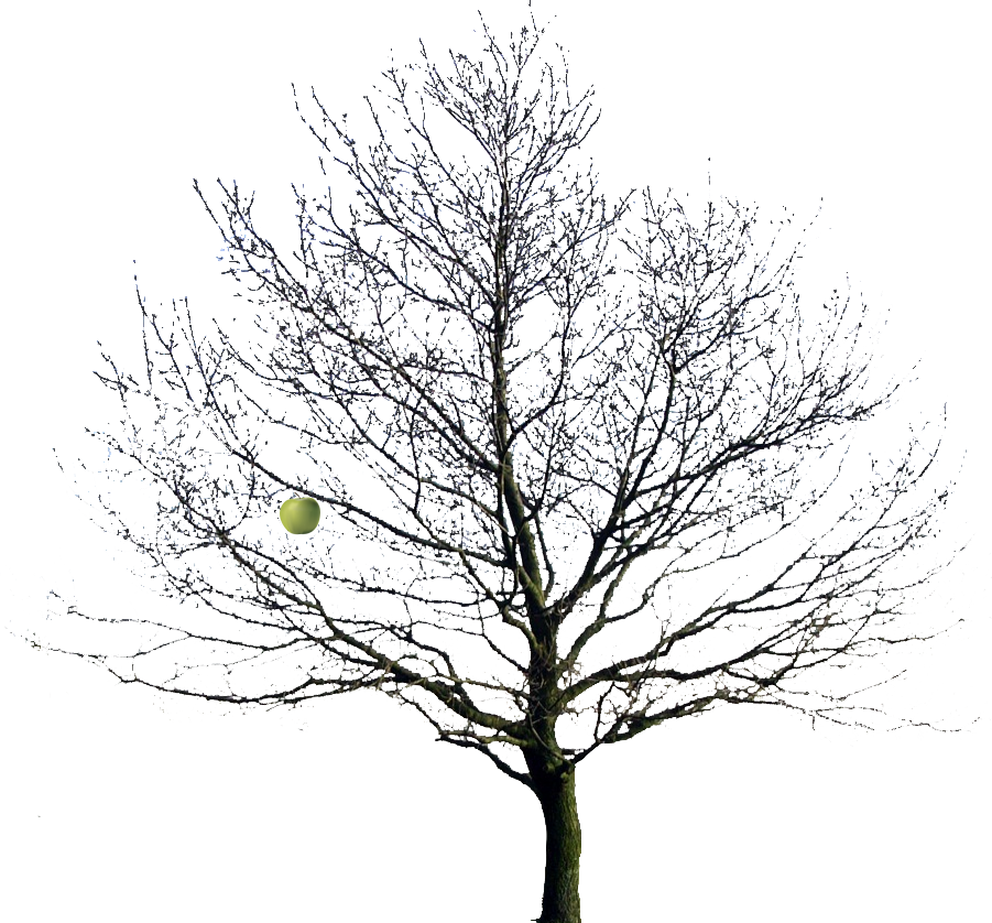 Image - Trees In Winter Png Transparent PNG - 901x838 - Free Download on - Transparent PNG Free Download
