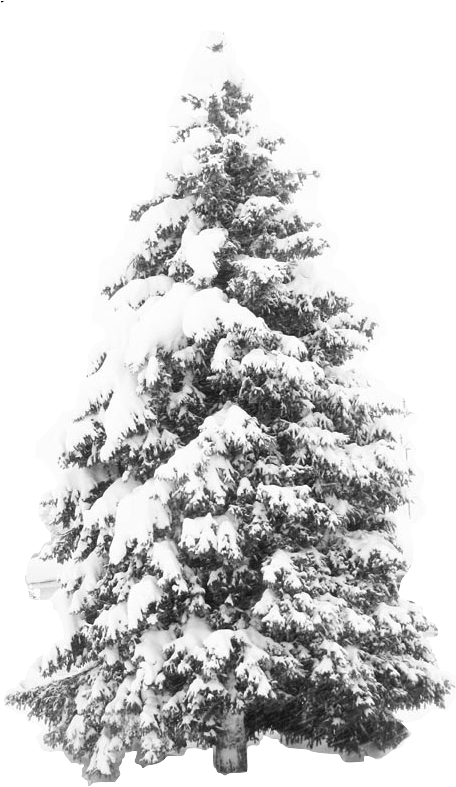 Transparent Snow Tree Png - Winter Snow Tree Png Transparent PNG - 479x810 - Free Download on - Transparent PNG Free Download