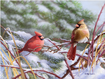 Winter Cardinals - Bradley Jackson A Crisp Winter Day Transparent PNG - 400x400 - Free Download on - Transparent PNG Free Download