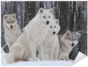 Winter Woods With Wolves Transparent PNG - 400x400 - Free Download on - Transparent PNG Free Download