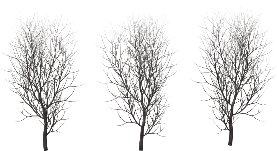 Winter Tree Png Transparent Transparent PNG - 1024x640 - Free Download on - Transparent PNG Free Download
