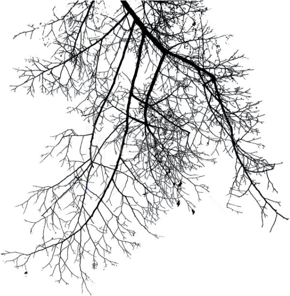 Free Png Branch Png Images Transparent - Winter Tree Branch Png Transparent PNG - 850x615 - Free Download on - Transparent PNG Free Download