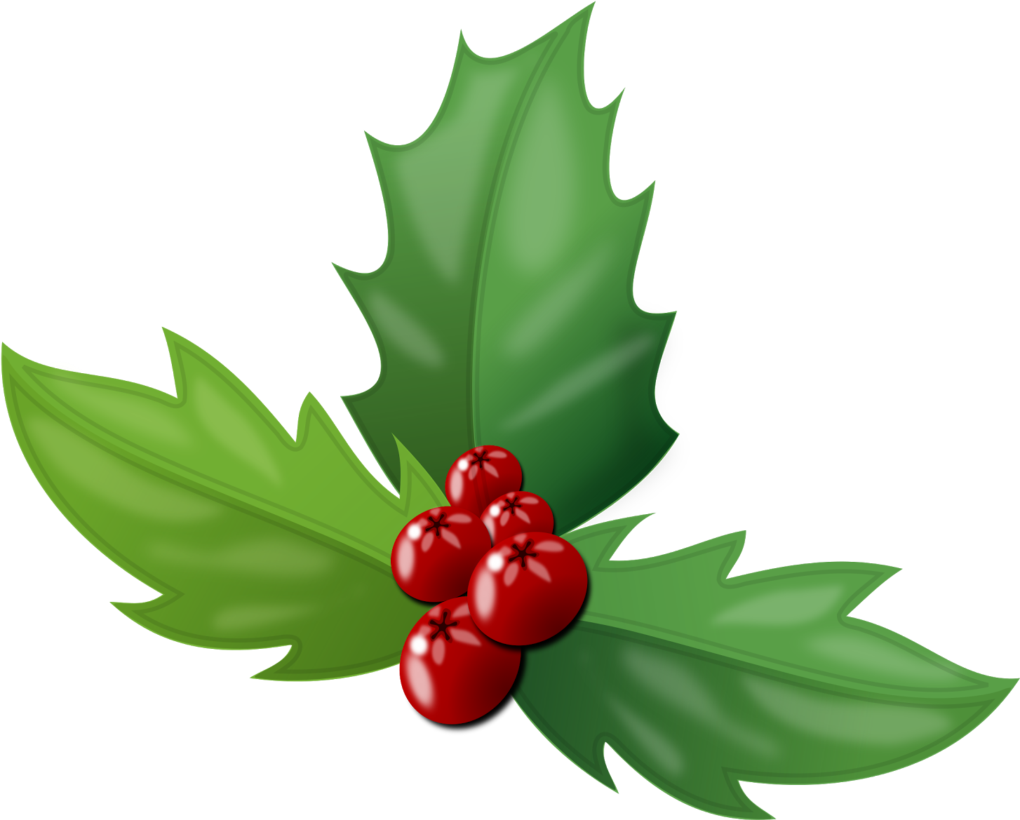 The Holly Is An Evergreen Plant Baring Bright Red Berries - Holly Berries Transparent PNG - 1600x1284 - Free Download on - Transparent PNG Free Download