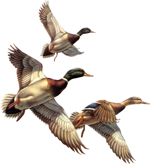 Duck Clipart Winter - Flying Ducks Png Transparent PNG - 507x555 - Free Download on - Transparent PNG Free Download