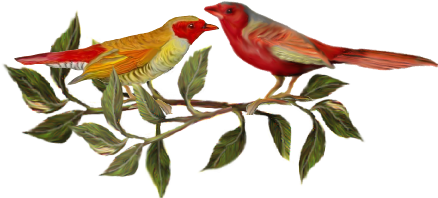 Two Red Birds Birds And Butterflies Wedding Illustration - Dinner - Free Transparent PNG Clipart Images Download. - Transparent PNG Free Download