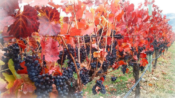 Magnum Harvest Dinner - Swamp Maple Transparent PNG - 600x336 - Free Download on - Transparent PNG Free Download