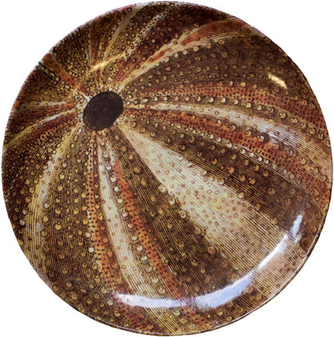 Sea Urchin Dinner Plate - Sea Urchin Transparent PNG - 500x500 - Free Download on - Transparent PNG Free Download