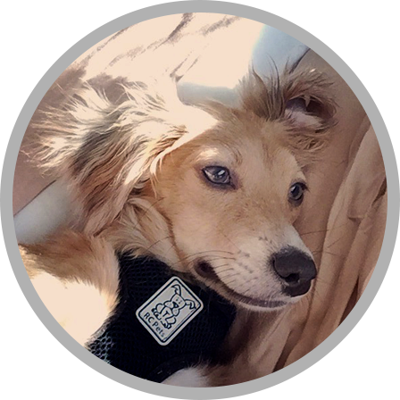 He Snorts Like A Pig When He Sleeps, Hops Like A Bunny - Wrigley Company Transparent PNG - 448x448 - Free Download on - Transparent PNG Free Download