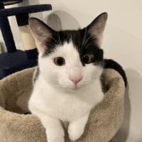 Bubbles, Chief Meow-tivation Officer at TechTailors