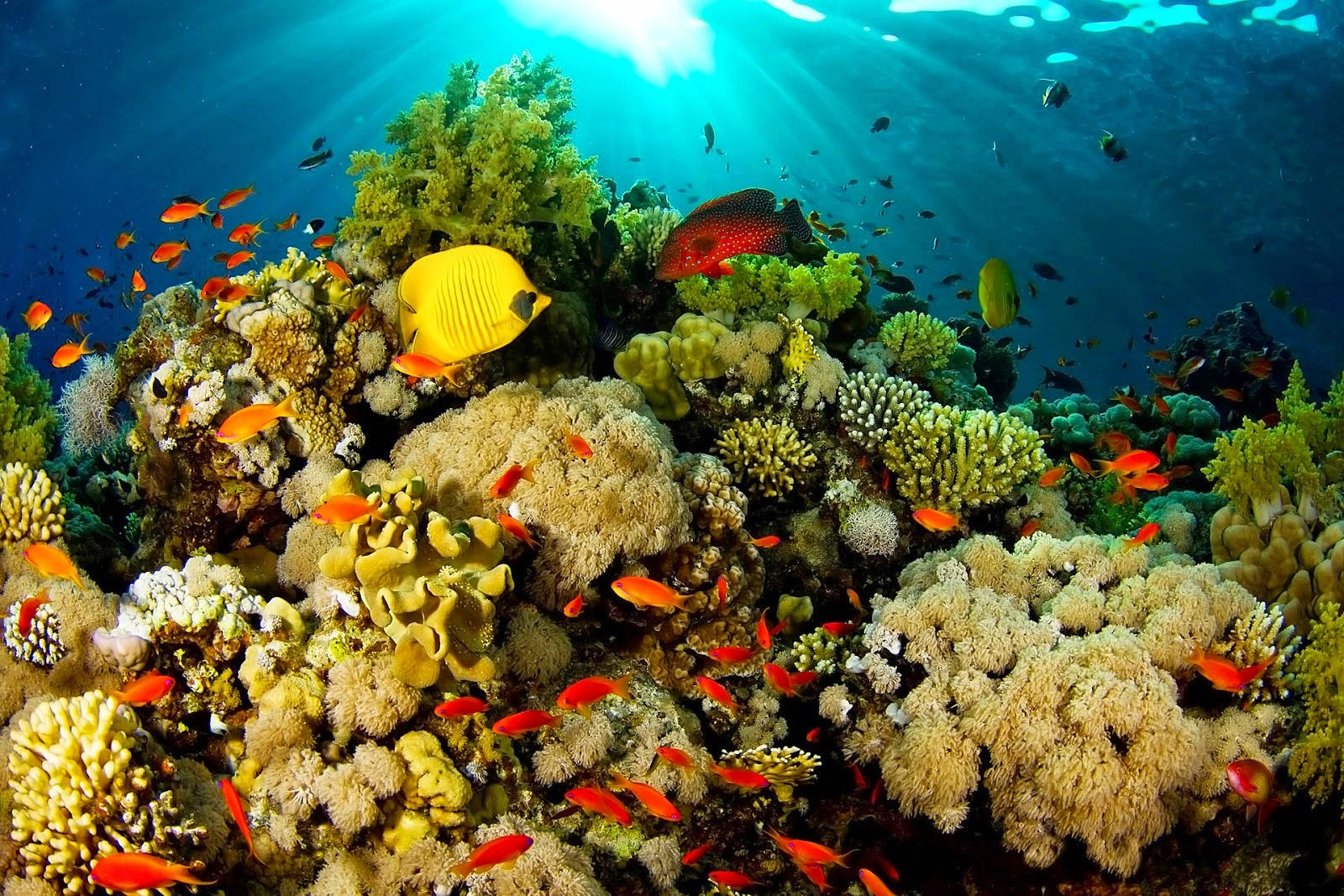 Terumbu karang warna-warni Taman Laut Bunaken Manado Sulawesi Utara