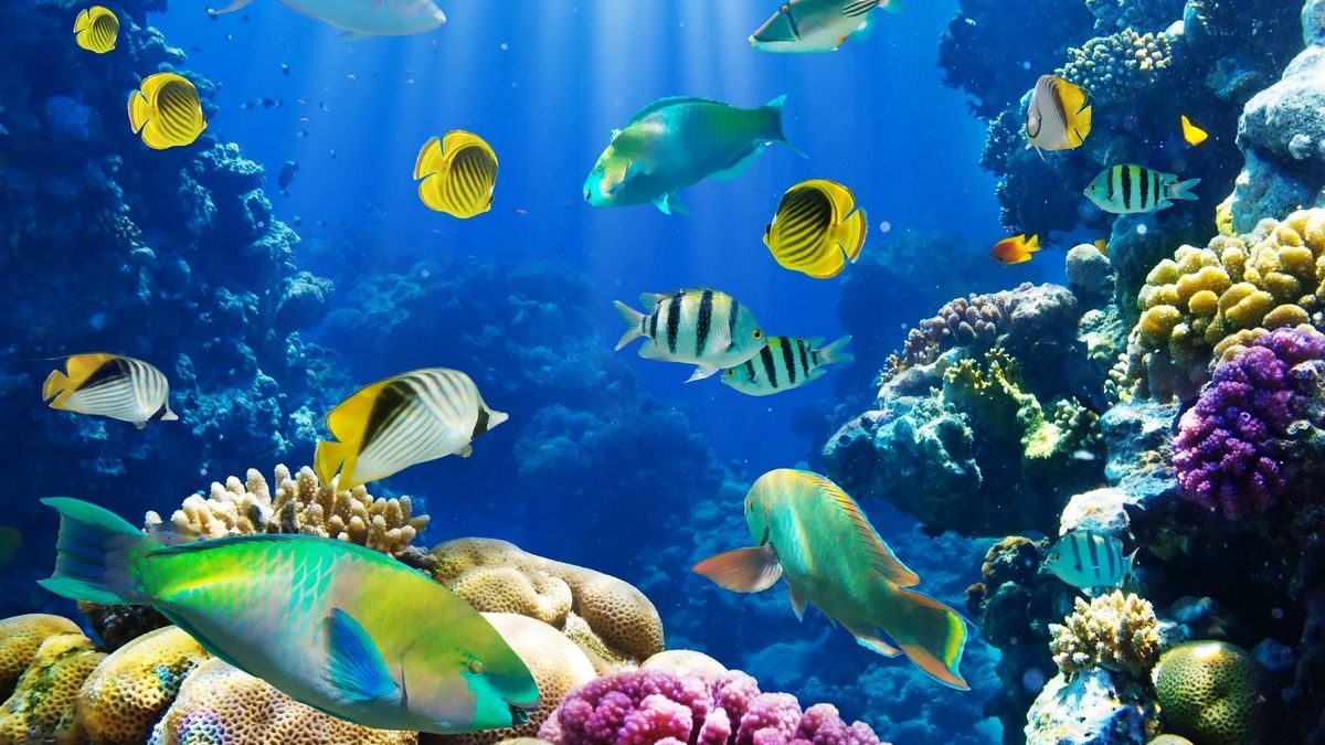 Pemandangan bawah laut Taman Laut Bunaken dengan terumbu karang warna-warni