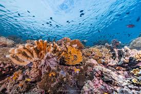 Bunaken