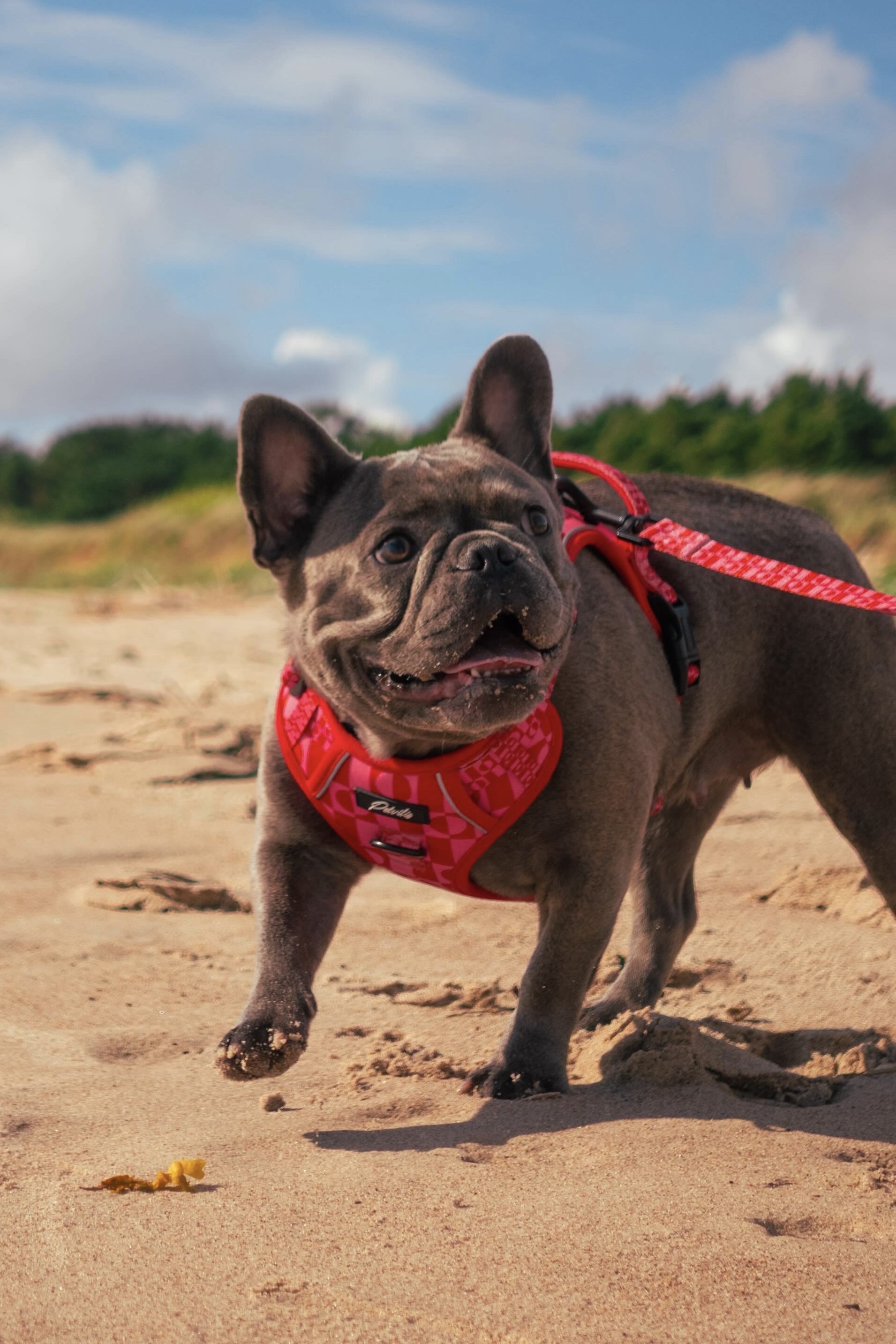 “Pink Paws” Bundle – Durable Harness