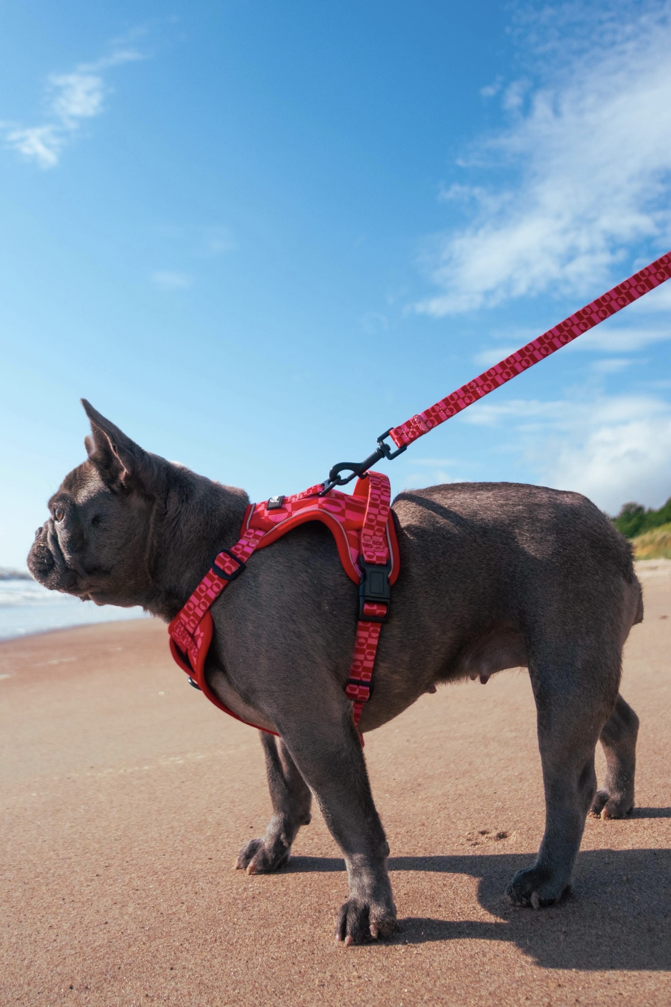 “Pink Paws” Bundle – Durable Harness – 13
