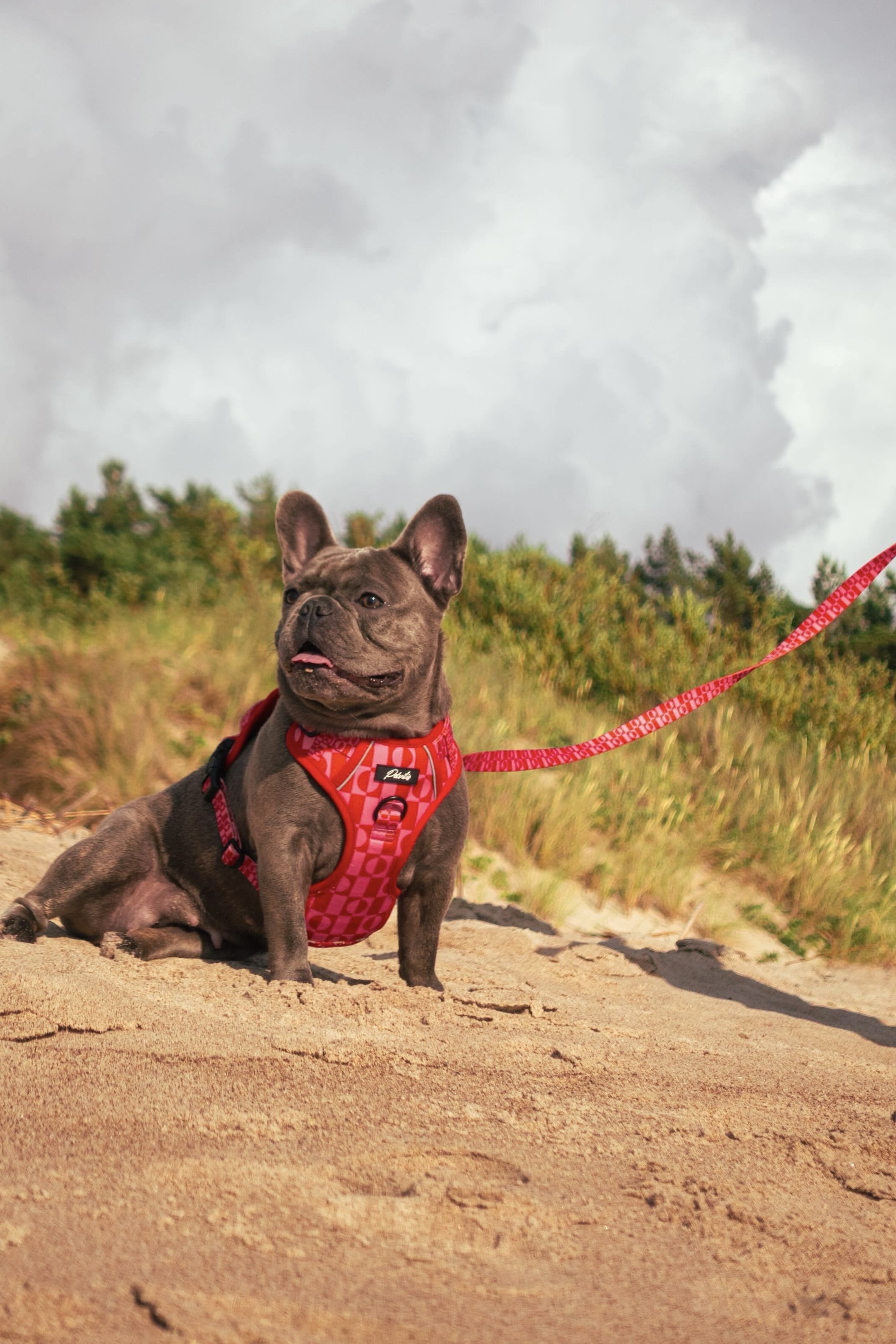 “Pink Paws” Bundle – Durable Harness – 8