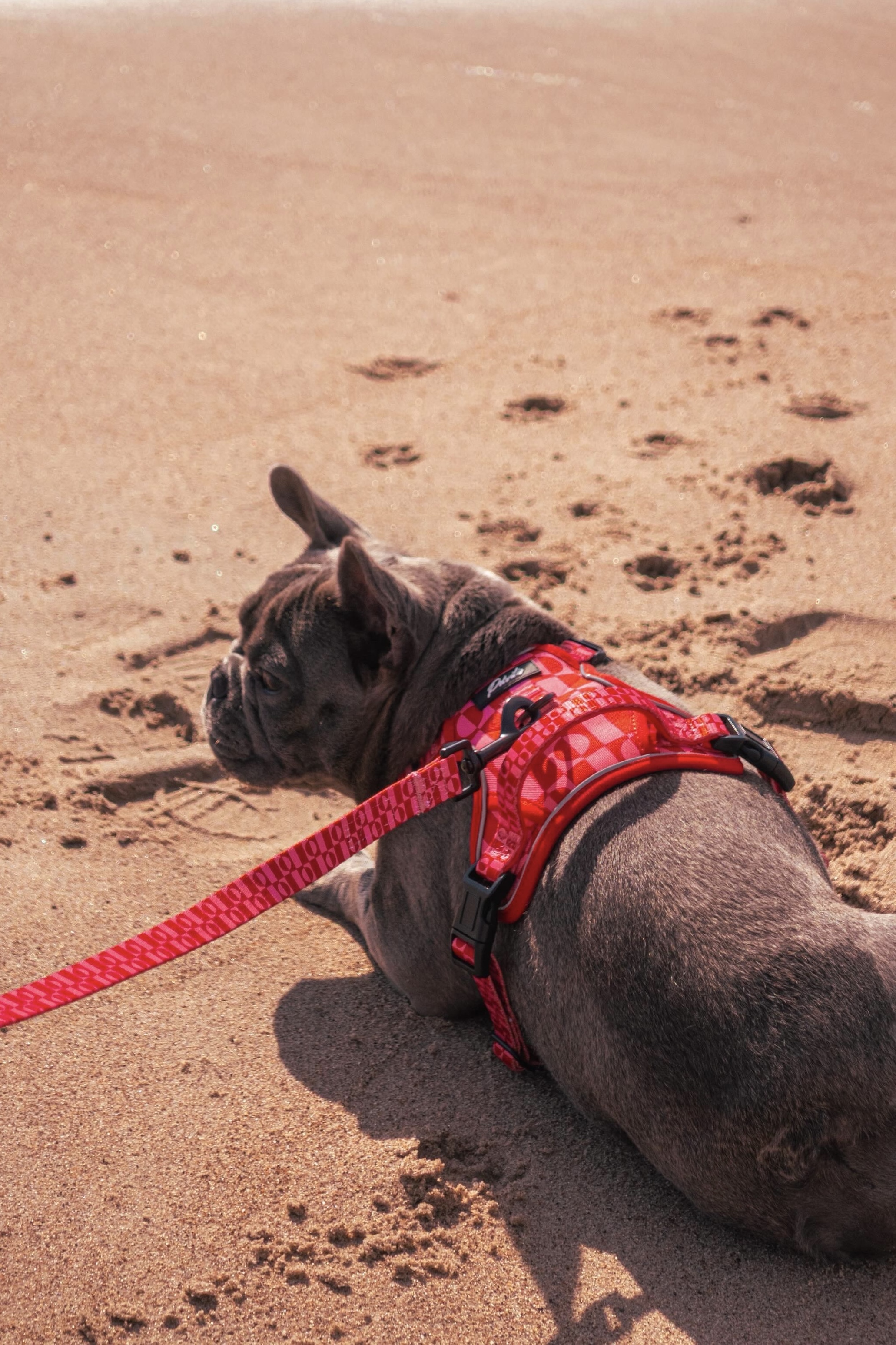 “Pink Paws” Bundle – Durable Harness – 10