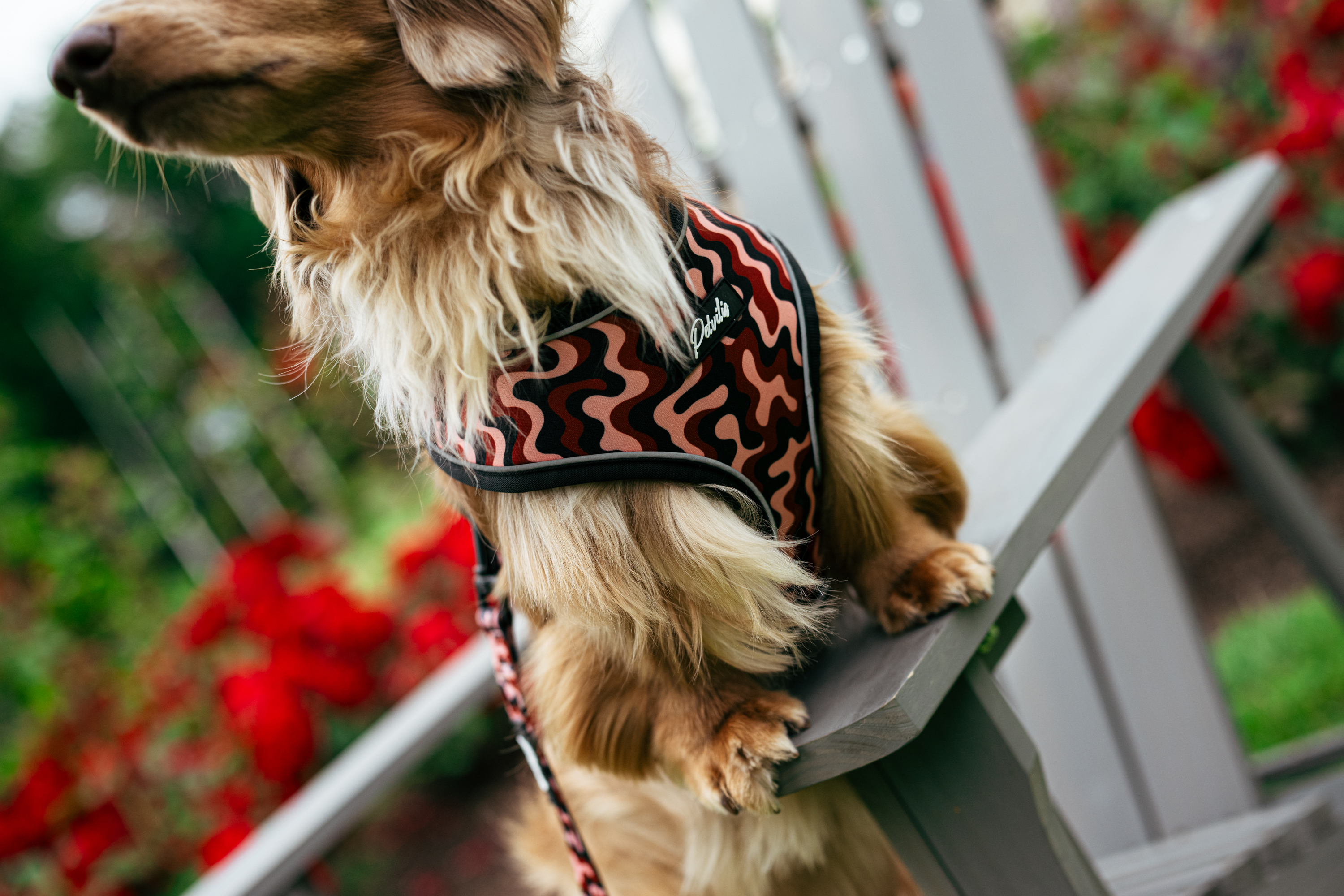 Harness “Flow” – 5
