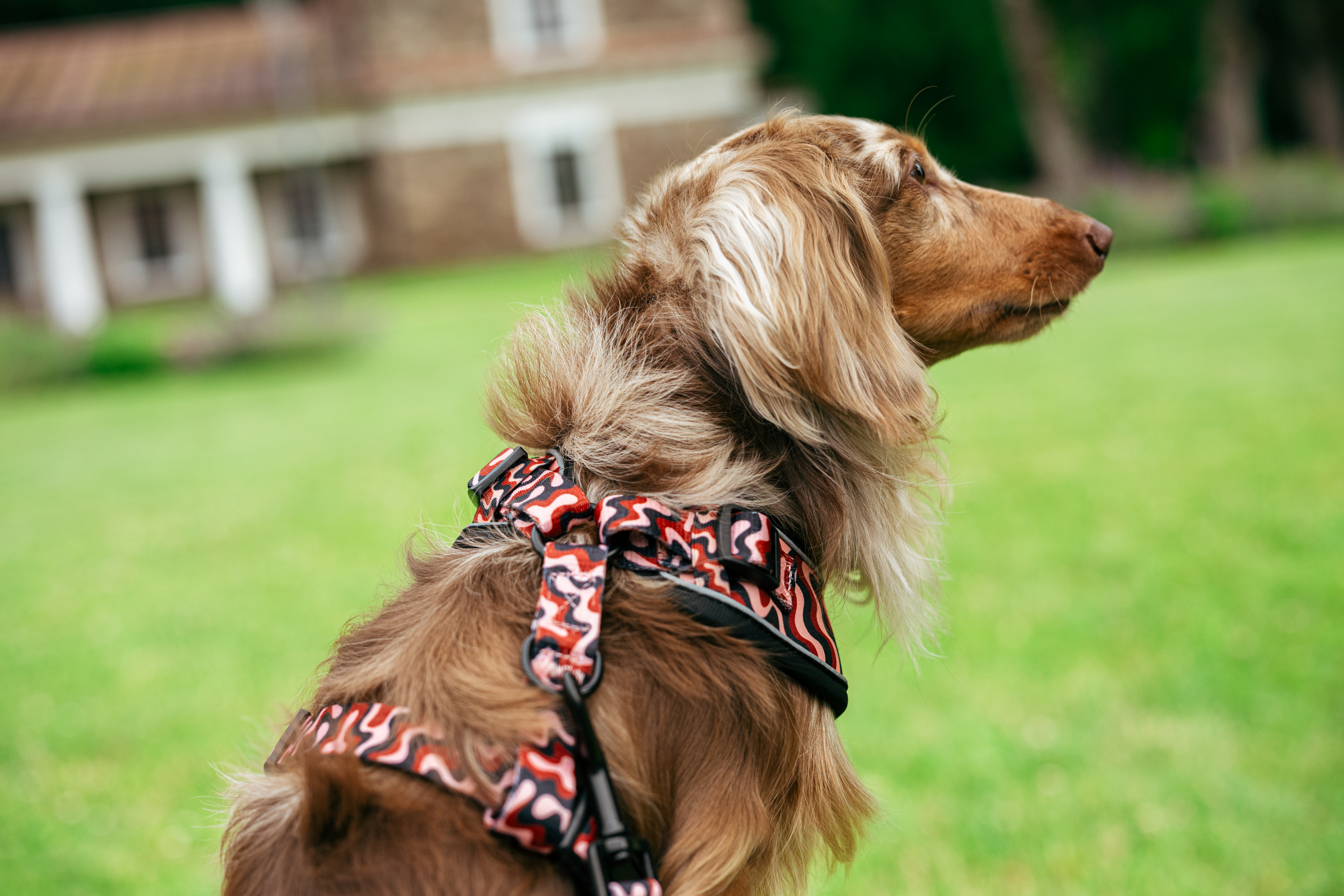 Harness “Flow” – 10