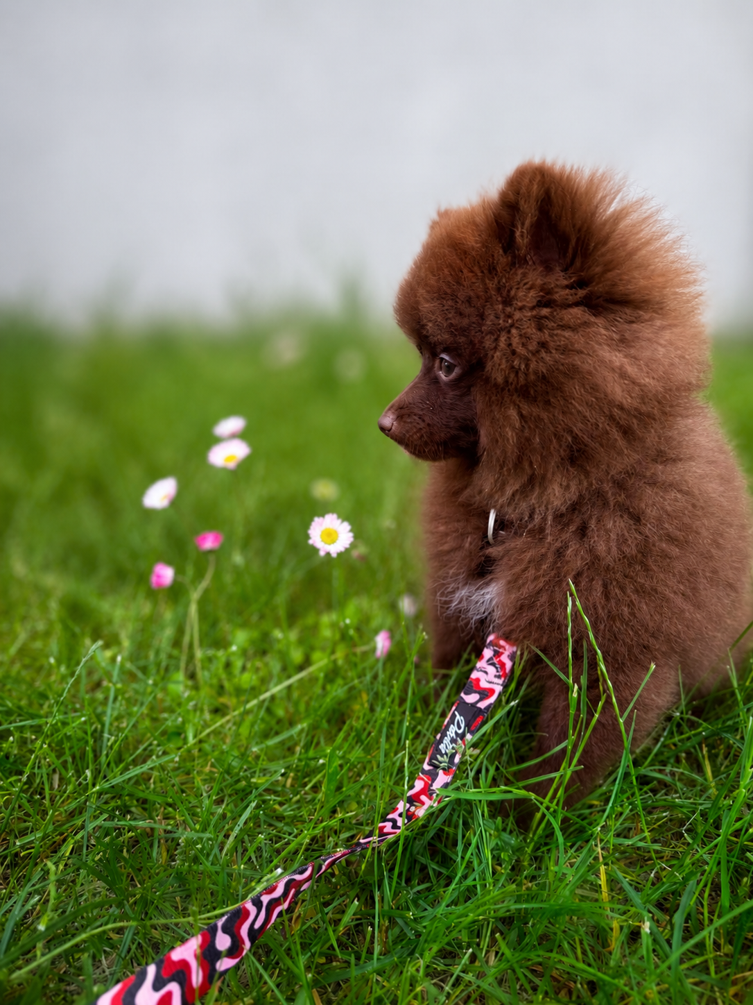 Leash "Flow"