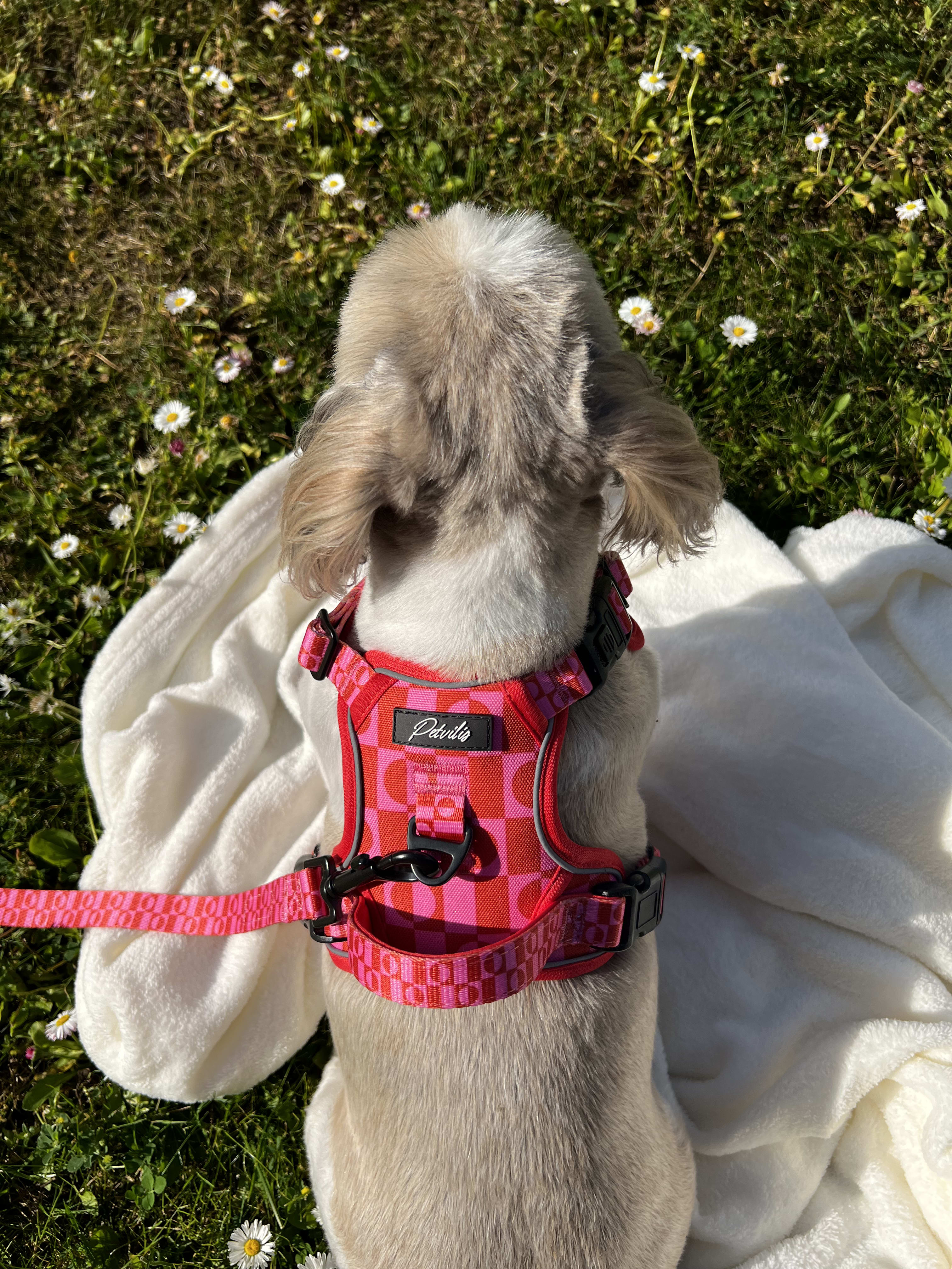 Dog Harness or Collar: Which Is Right for Your Dog?