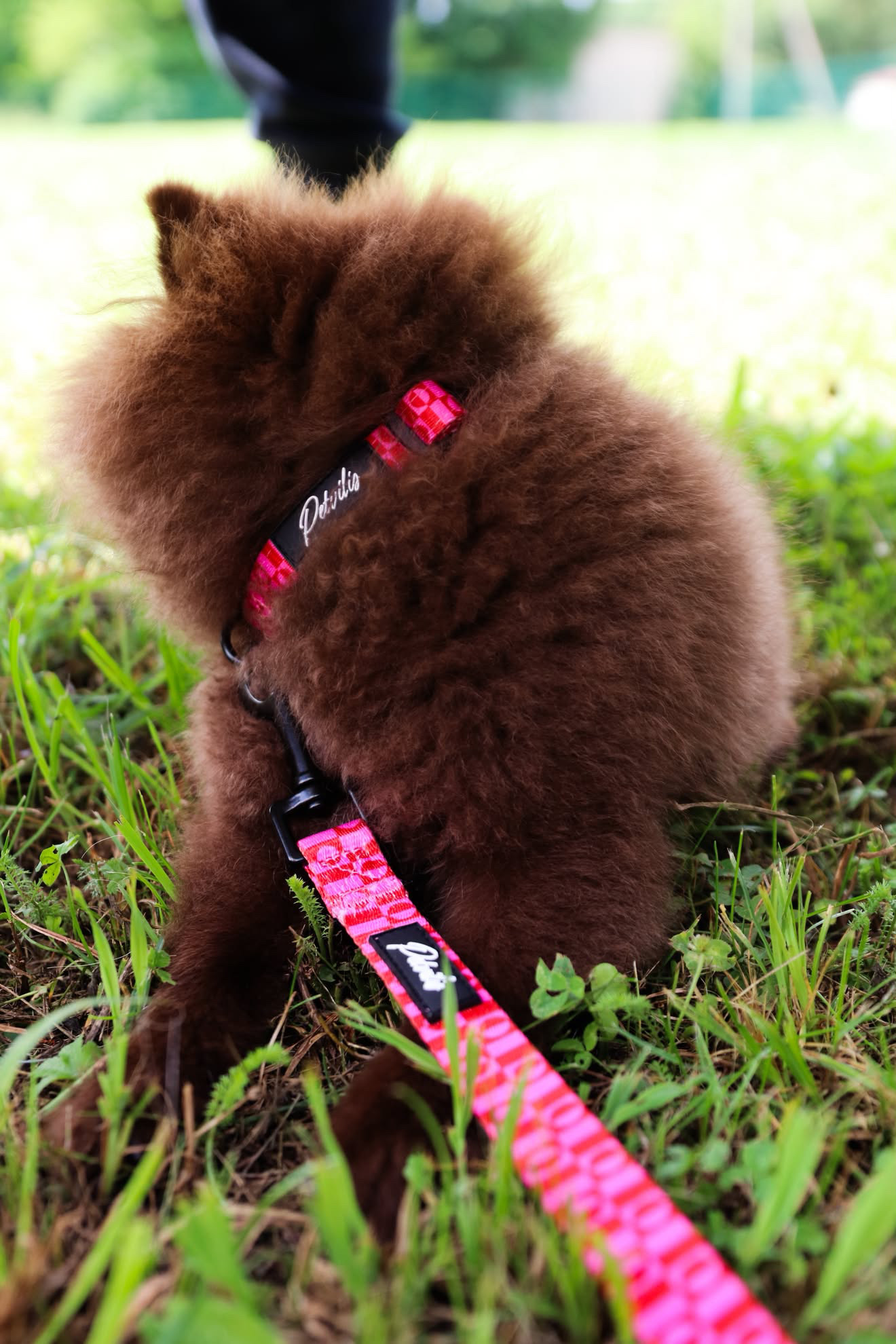 Collar "Pink Paws" – 5