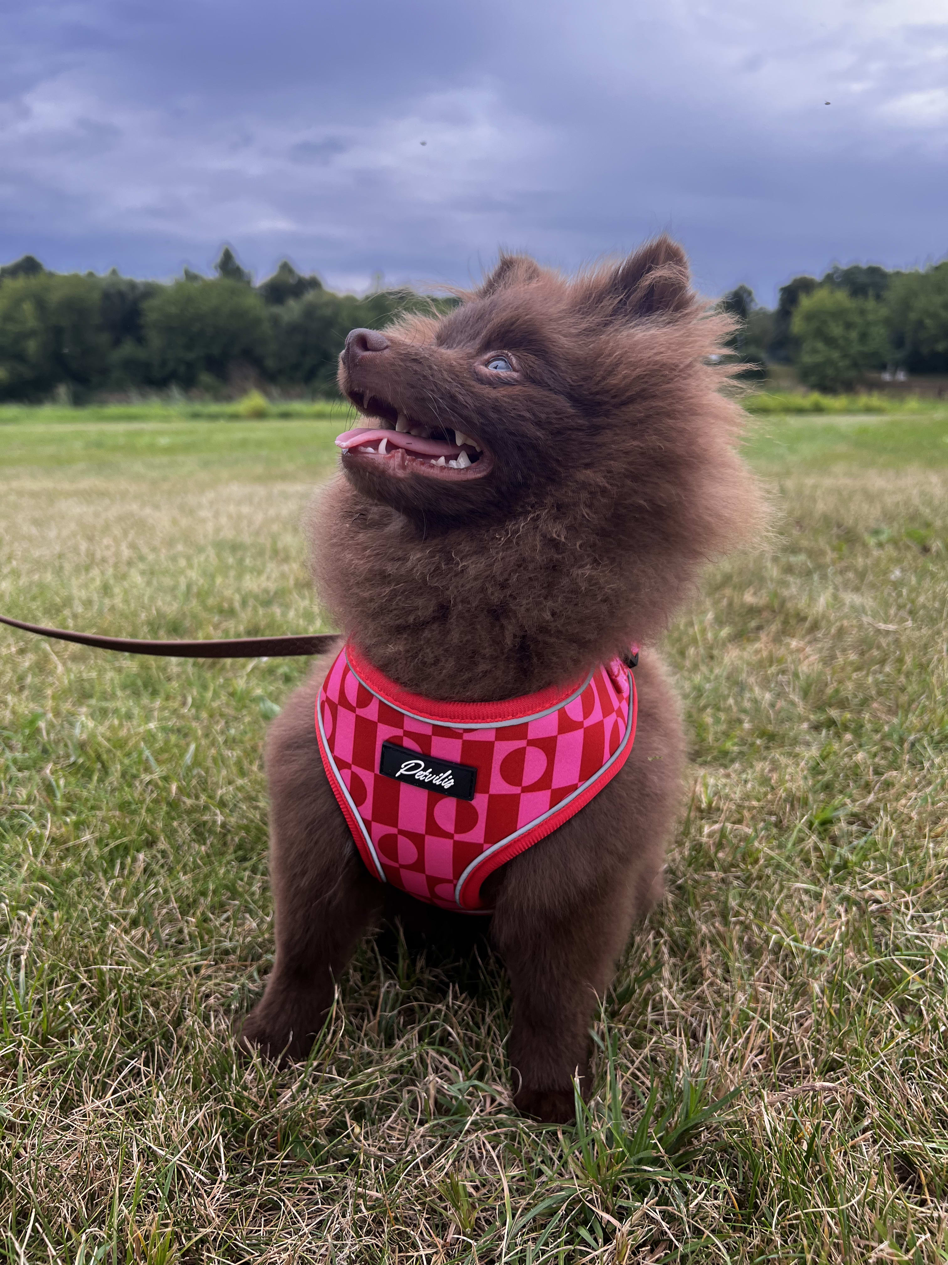Harness “Pink Paws” – 12