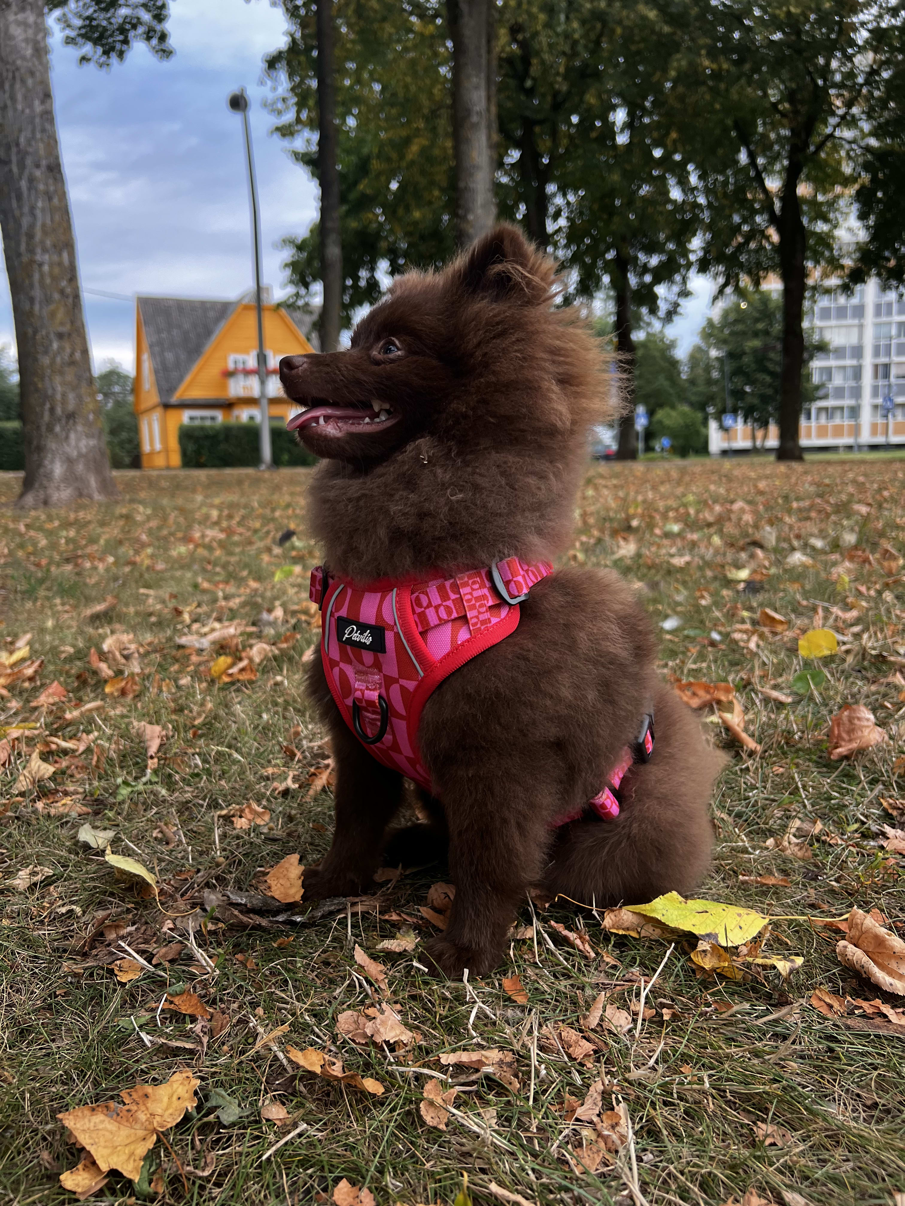 Durable “Pink Paws” Harness – 9