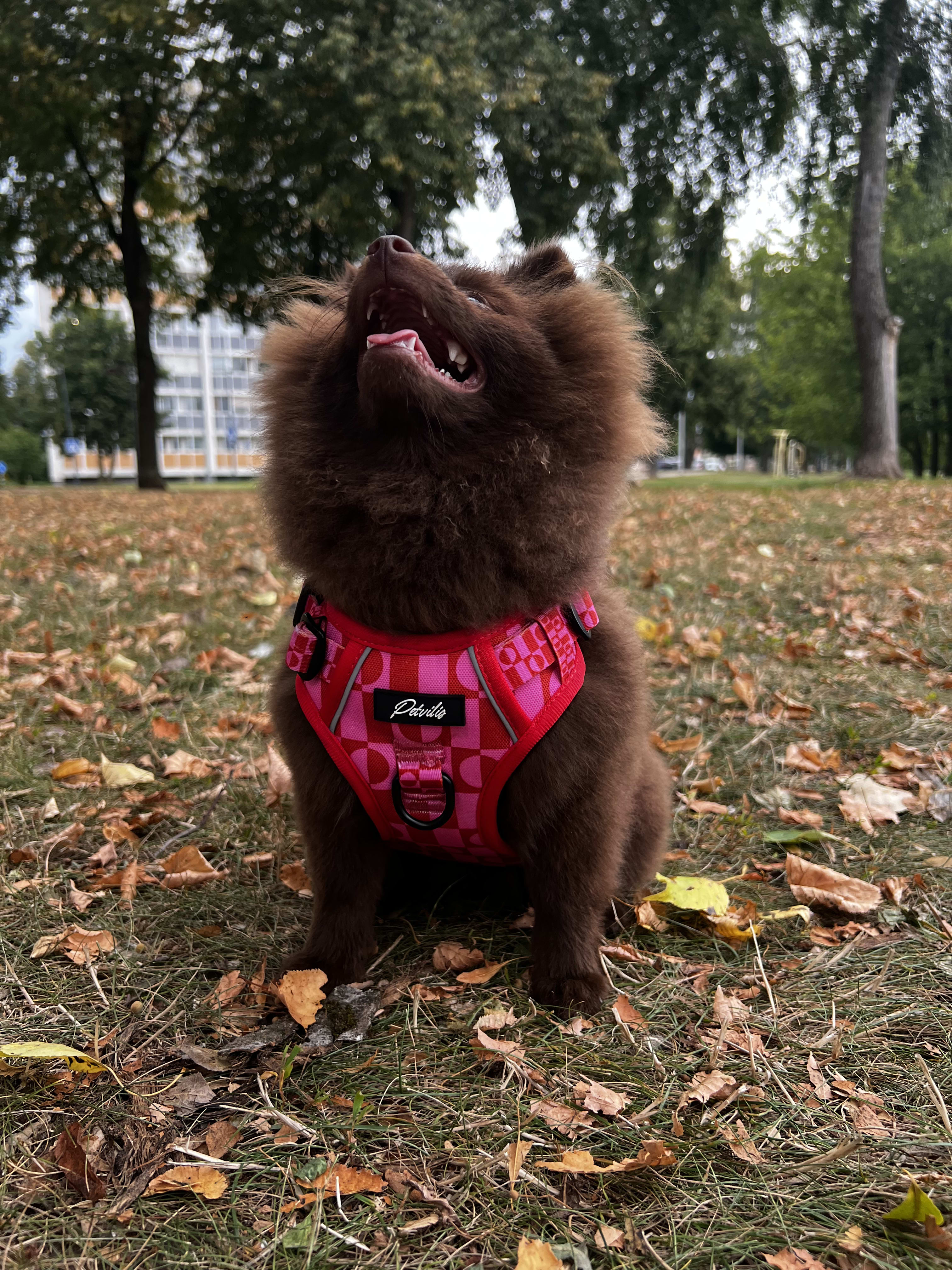 Durable “Pink Paws” Harness – 13