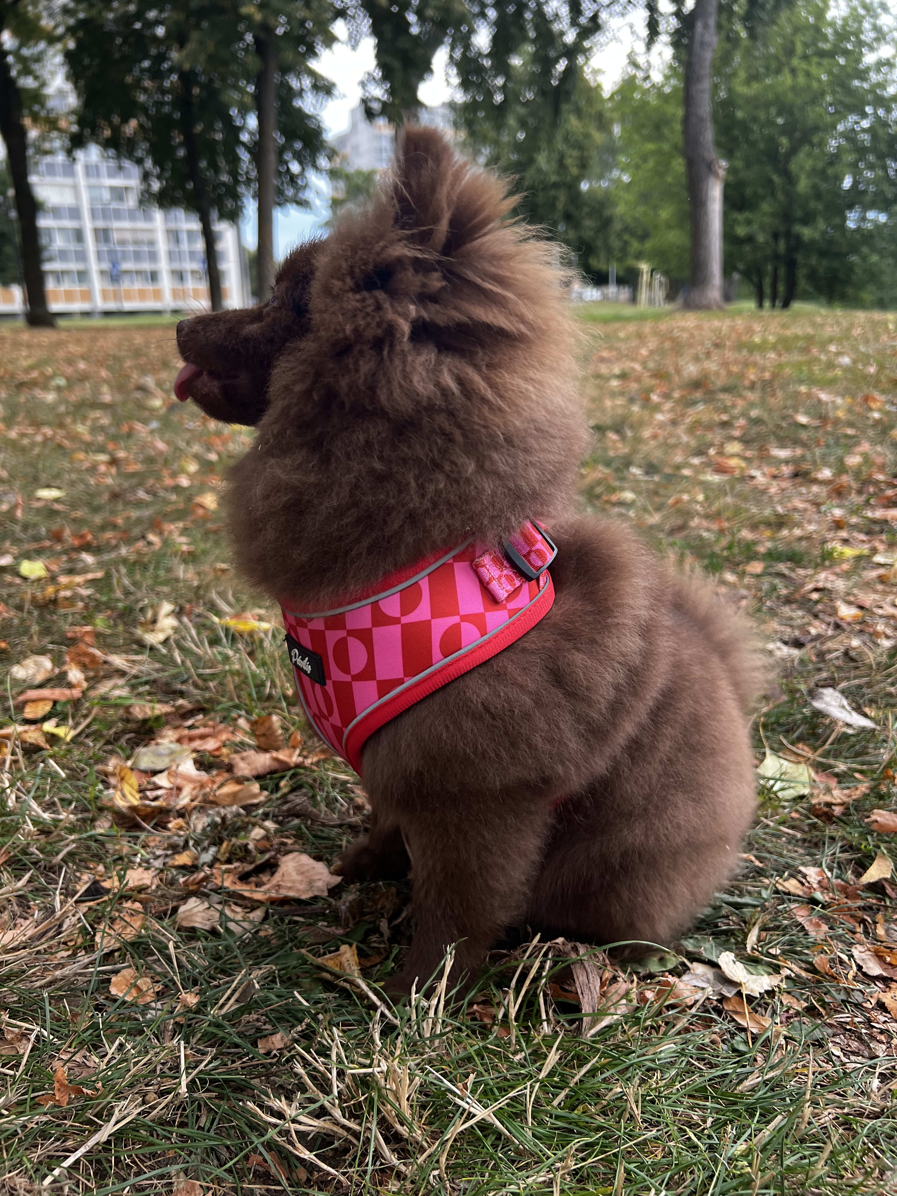 “Pink Paws” Bundle – 9