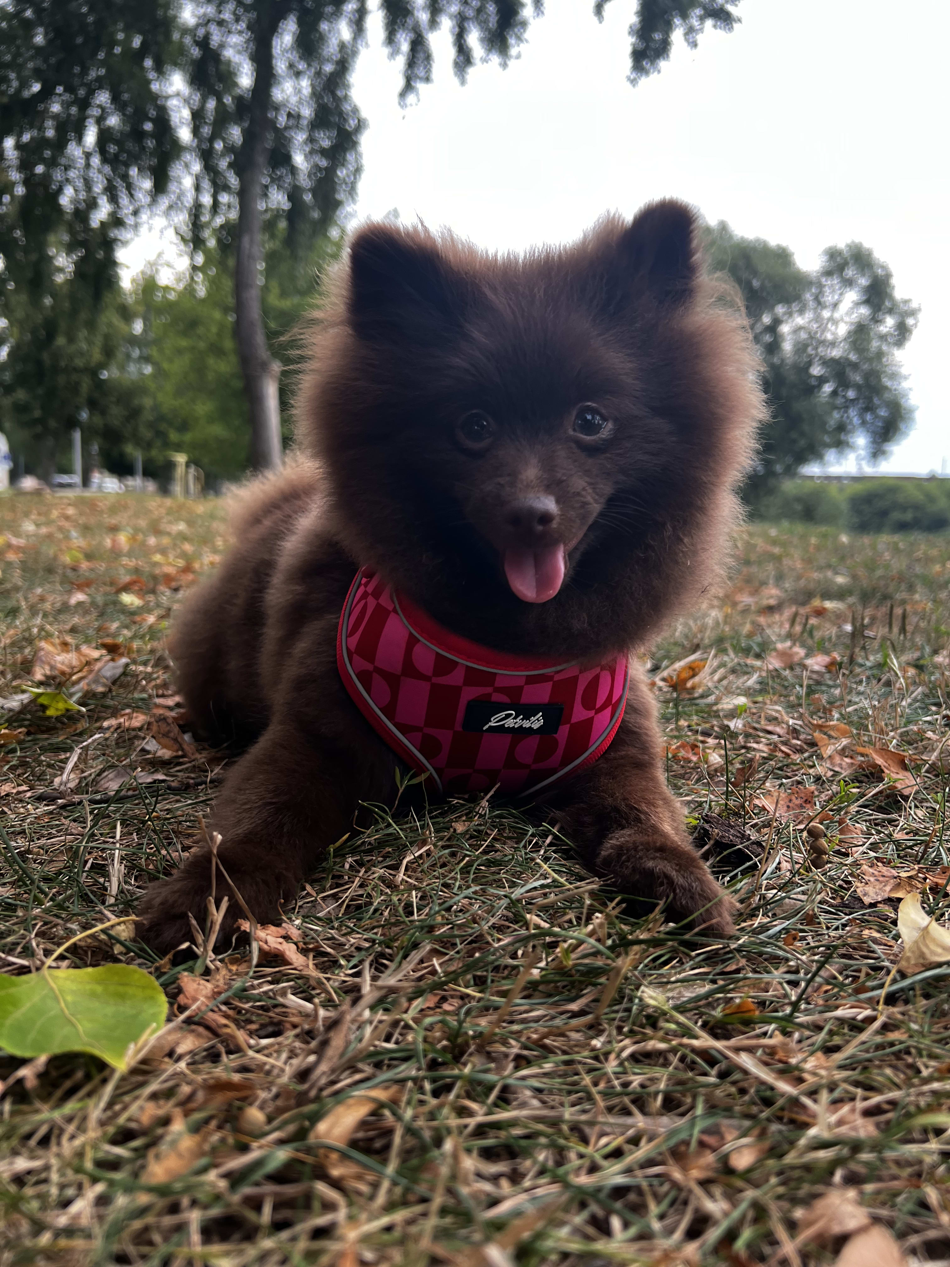 “Pink Paws” Bundle – 2
