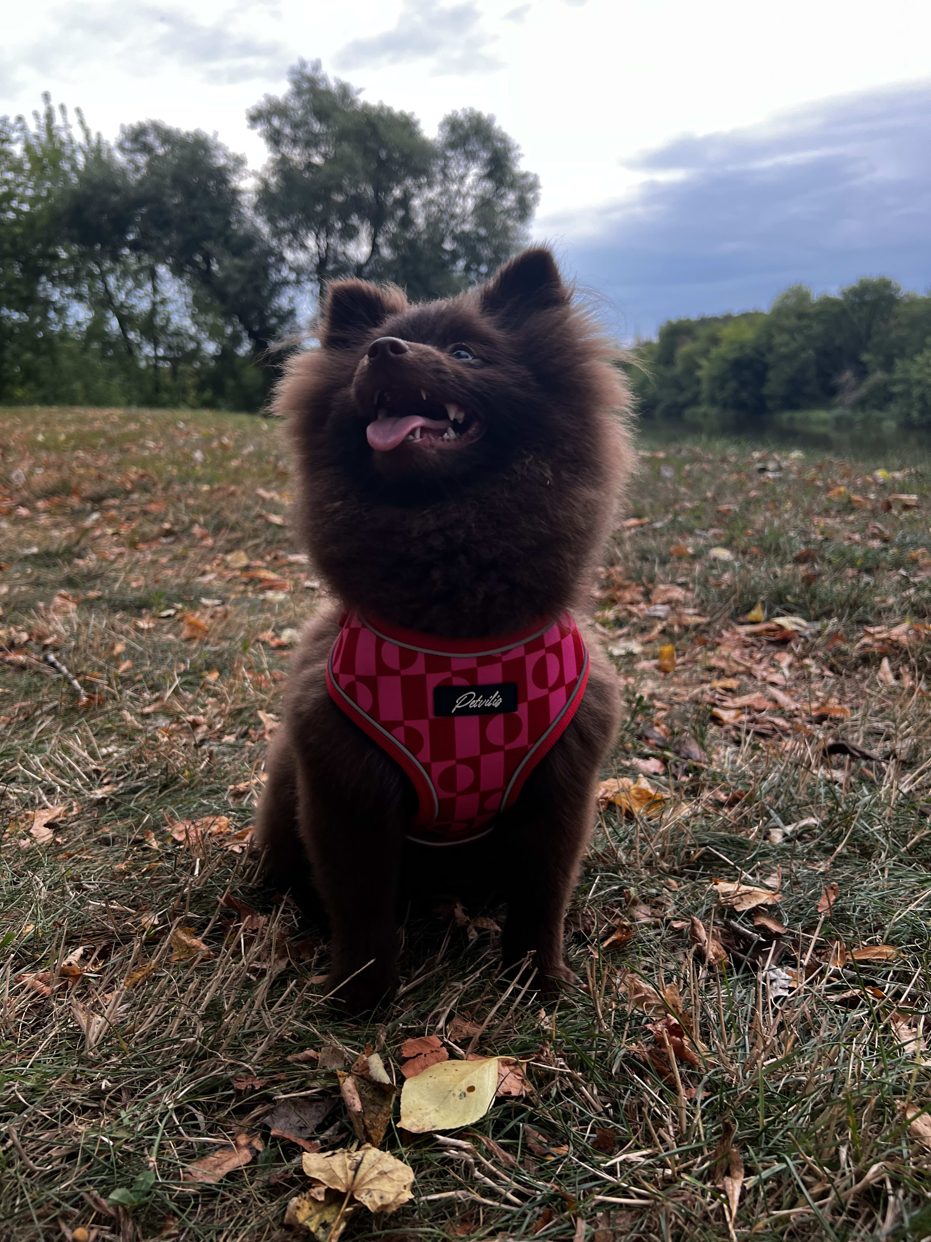 “Pink Paws” Bundle – 11